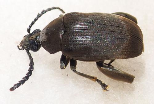 Pachymerus bactris